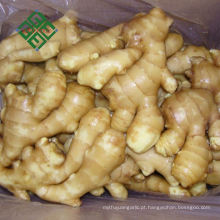 preço de raiz de gengibre fresco gordura chinesa maduro gengibre
